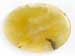 Yellow Opal